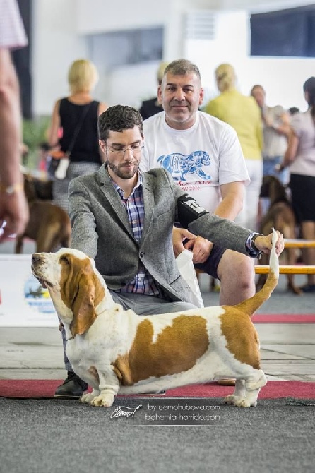Dukes Of Limburg - European Dog Show Brussels